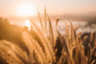 Goldenes Sonnenlicht dringt durch hohe, federleichte Grashalme auf einem Feld und erzeugt ein warmes, weiches Leuchten - fast so zart und leuchtend wie Hyaluron - vor einem verschwommenen Hintergrund aus Wasser und entfernter Landschaft.