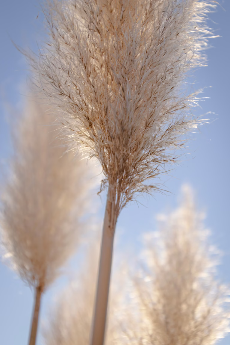 Nahaufnahme von hohen, flauschigen beigen Pampasgrasbüscheln vor einem klaren blauen Himmel, sanft beleuchtet vom Sonnenlicht. Der zentrale Halm steht glatt und elegant da - fast so makellos wie eine frische Botox-Behandlung - während andere im Hintergrund verschwimmen.